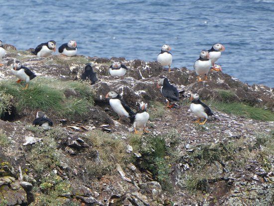The Elliston Puffin Site